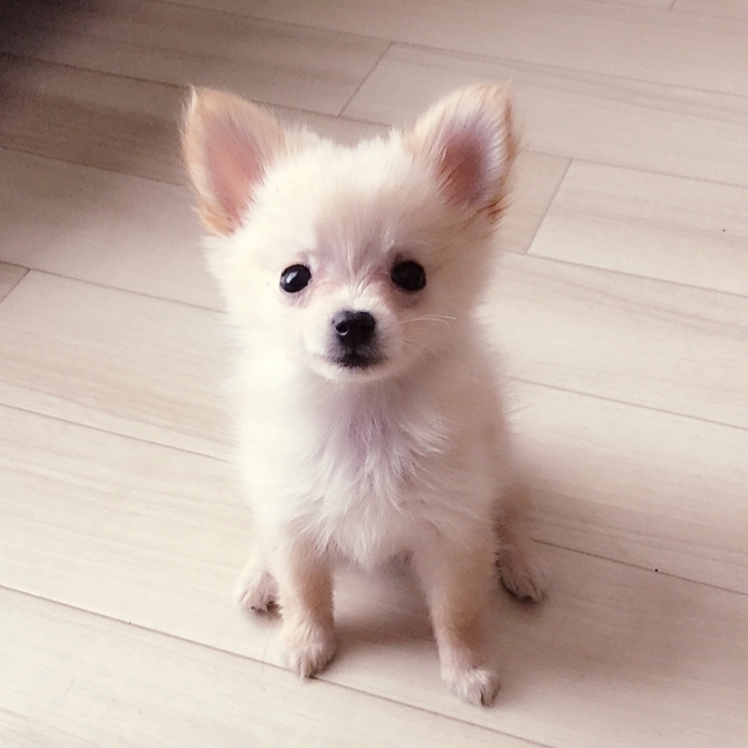 ｲﾇｲｯﾇ・ｲﾇｲｰﾇ 🐶のROOM 欲しい! に出会える。