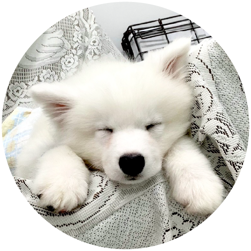 サモエドりんたろうのROOM - 欲しい! に出会える。