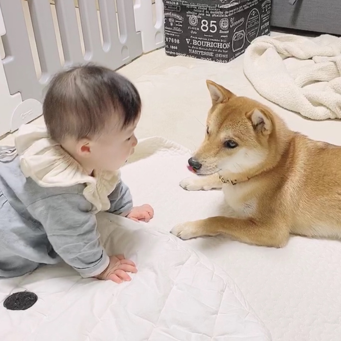 柴犬りんご郎 Familyのroom 欲しい に出会える