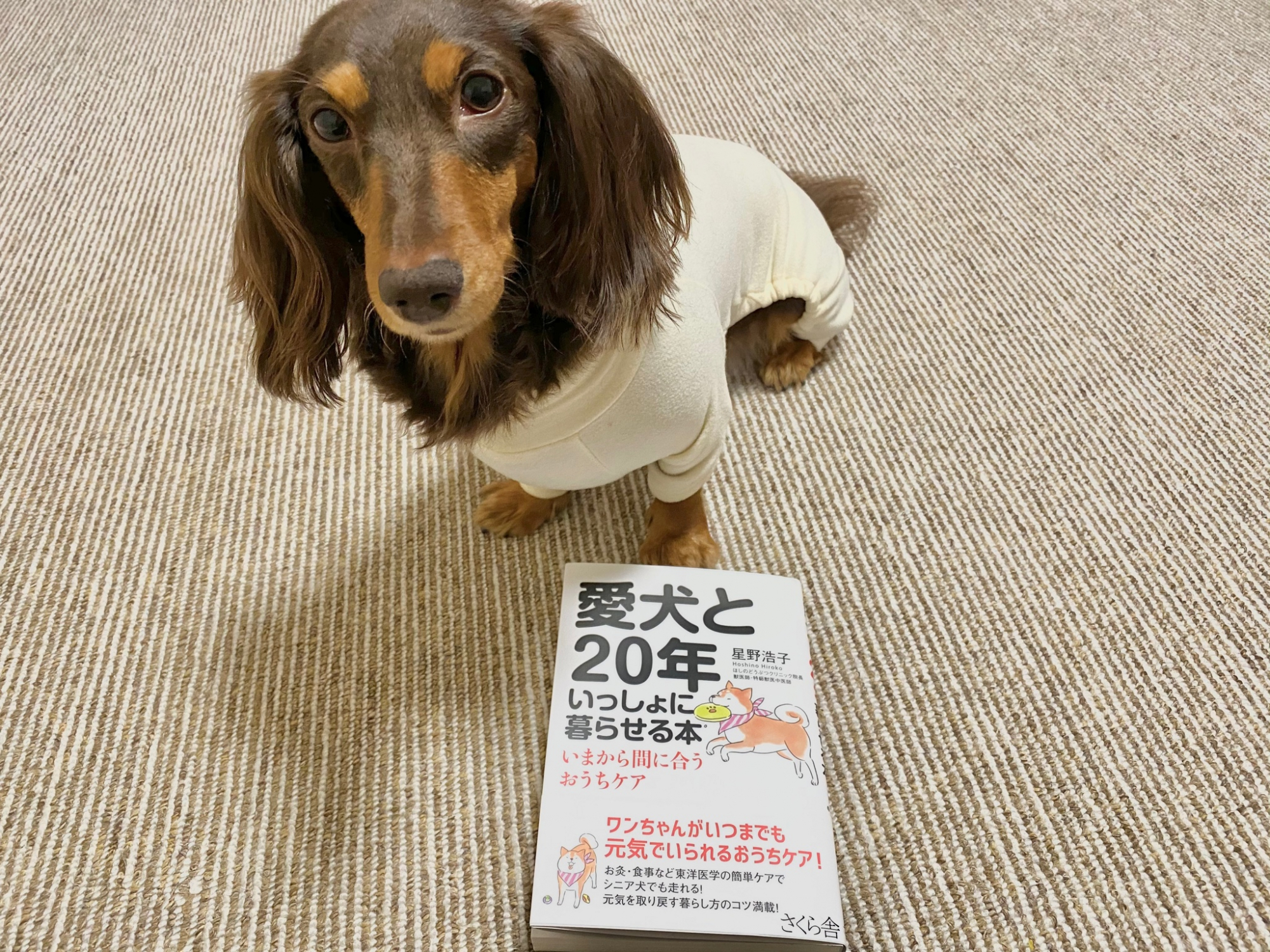 愛犬と年いっしょに暮らせる本 いまから間に合うおうちケア 星野浩子 Room 欲しい に出会える