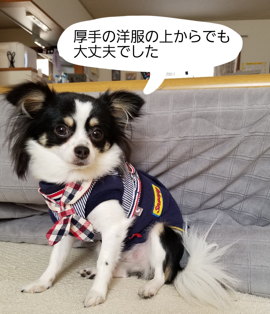 犬 小型犬 犬用 犬具 ハーネス 胴輪 ランキング連続1位 散歩 お出かけ 簡単装着 ヒッコリー おしゃれ かわいい ブランド 返品交換不可 メール便可 犬具10 Offクーポン対象 Radicaハーネス S M Room 欲しい に出会える