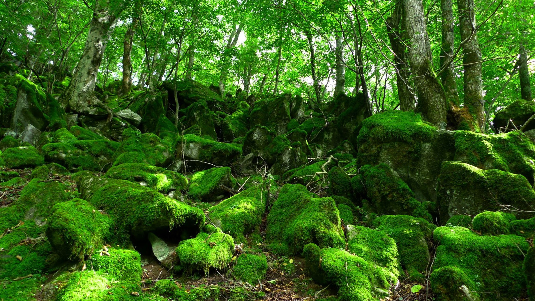 Forest Kamikita