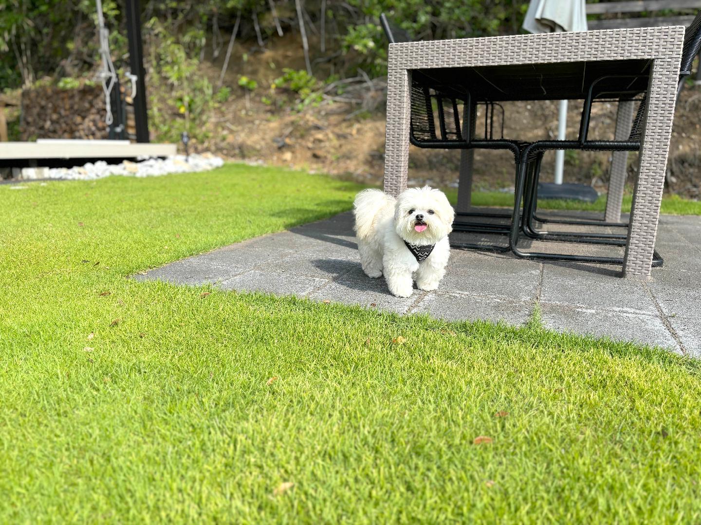 빌라 앤 사우나 더 씨 (반려견 친화형)