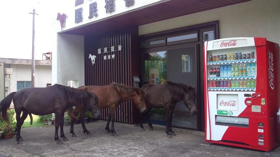 都井岬　國民宿舎