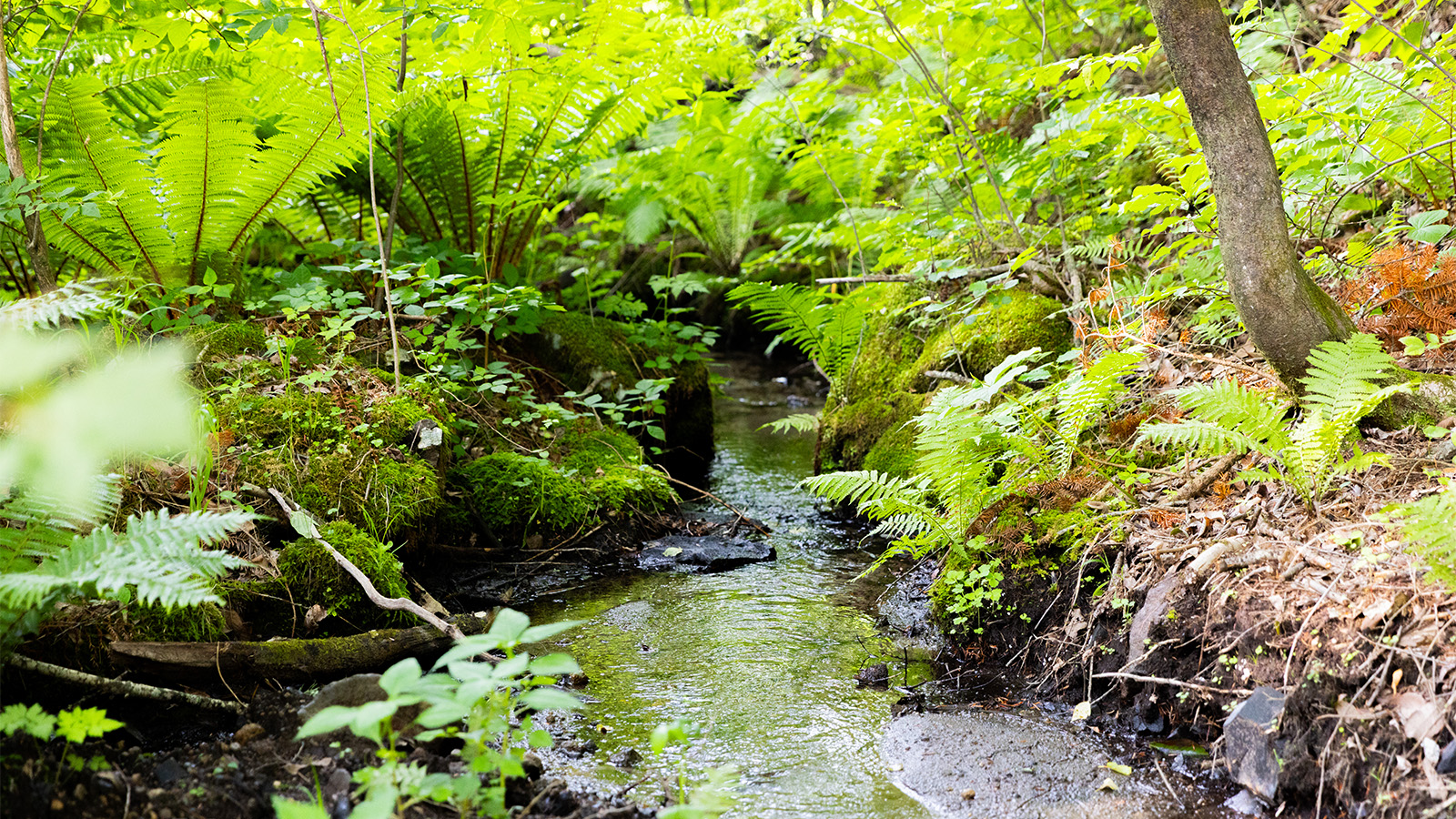 Morinest 北輕井澤