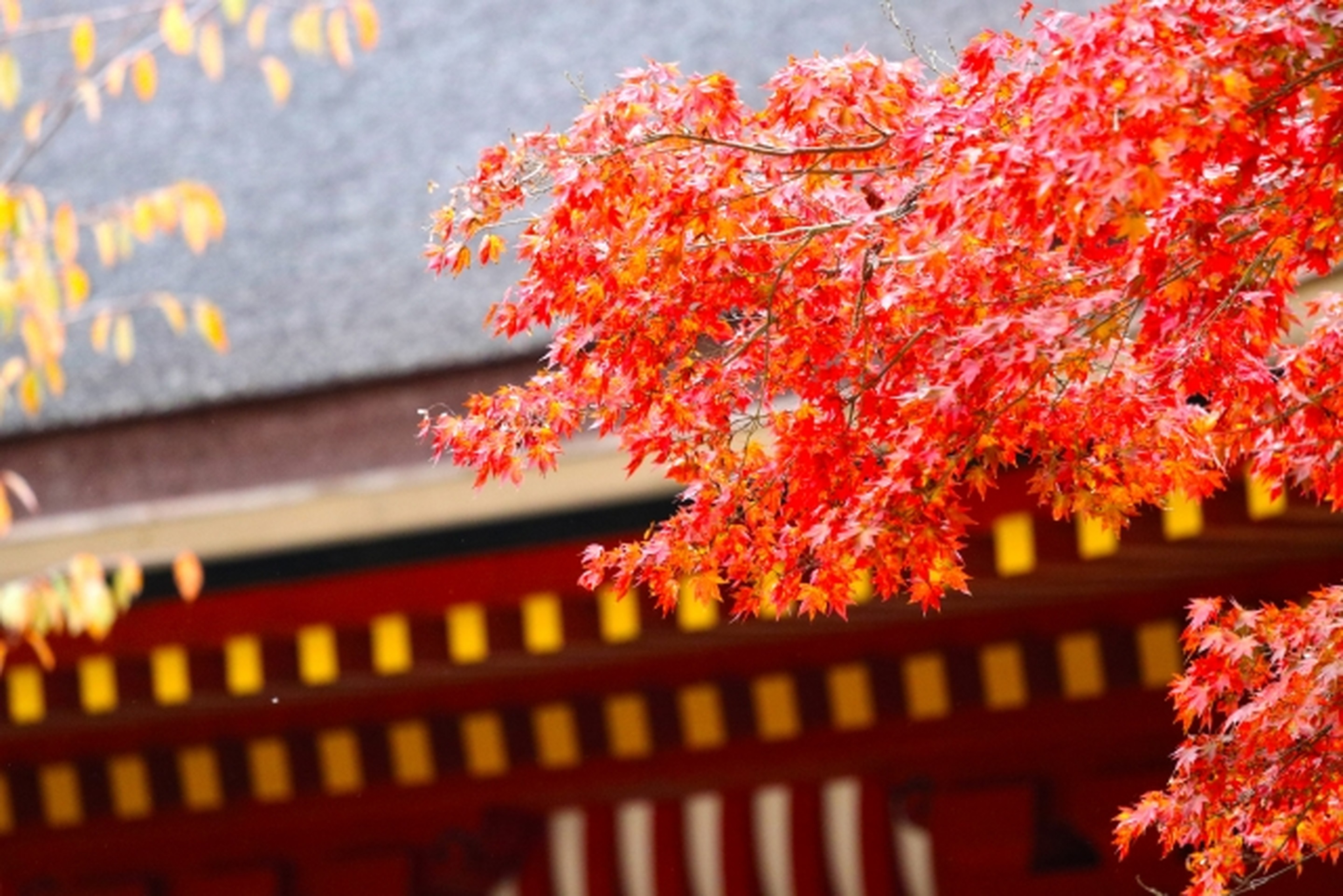 京都櫻花四條烏丸飯店