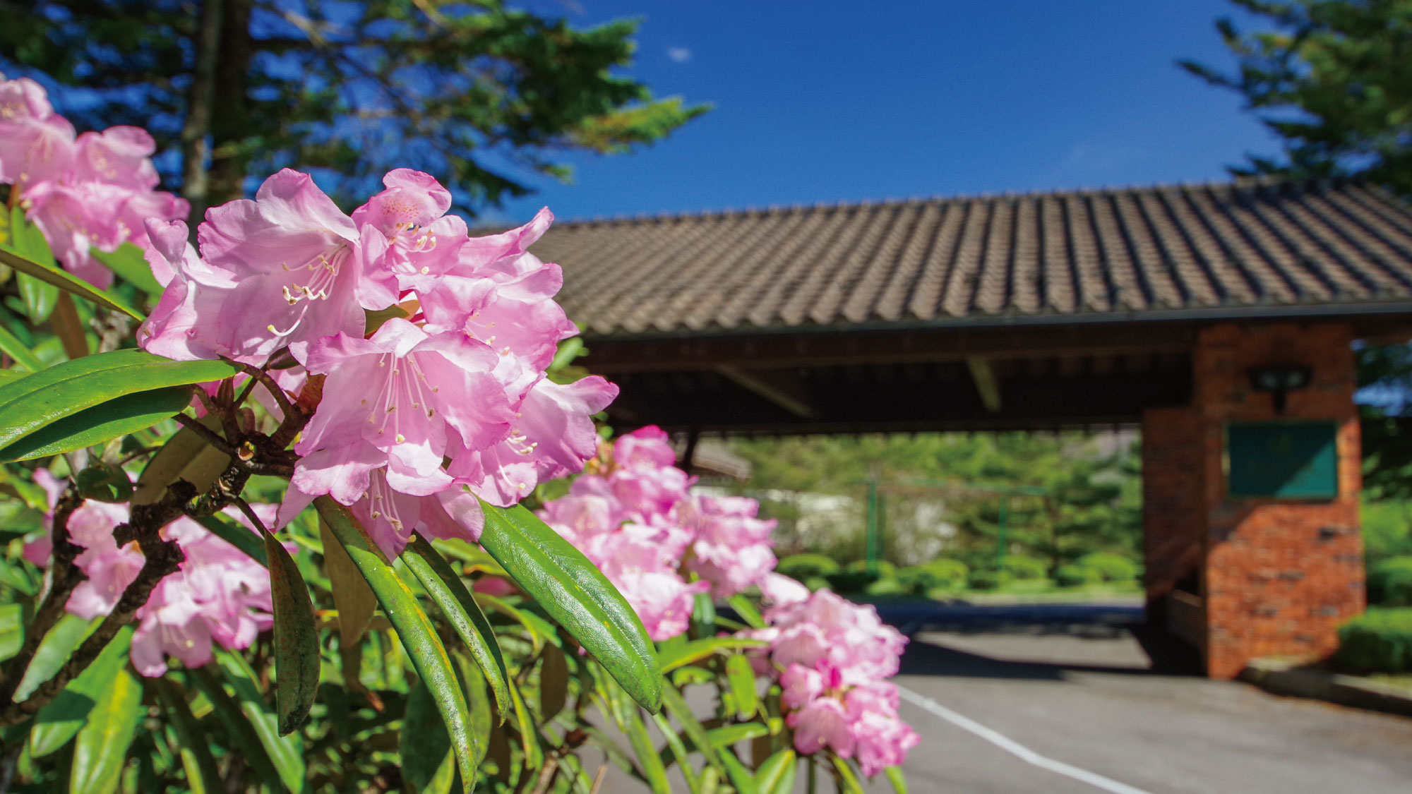 本白根温泉嬬恋王子酒店