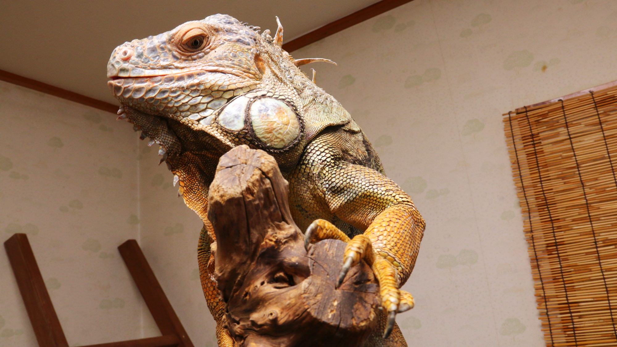 那須溫泉 Iguana 之森旅館