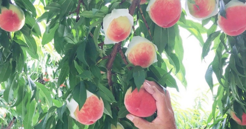 マルサマルシェ