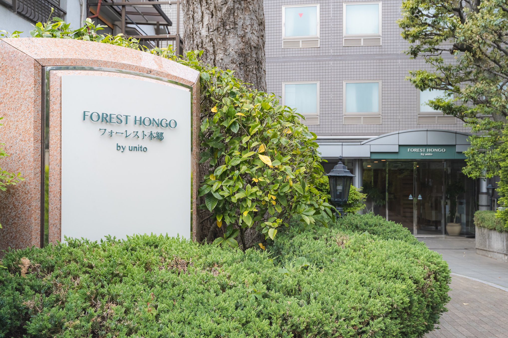 Forest Hongo by Unito