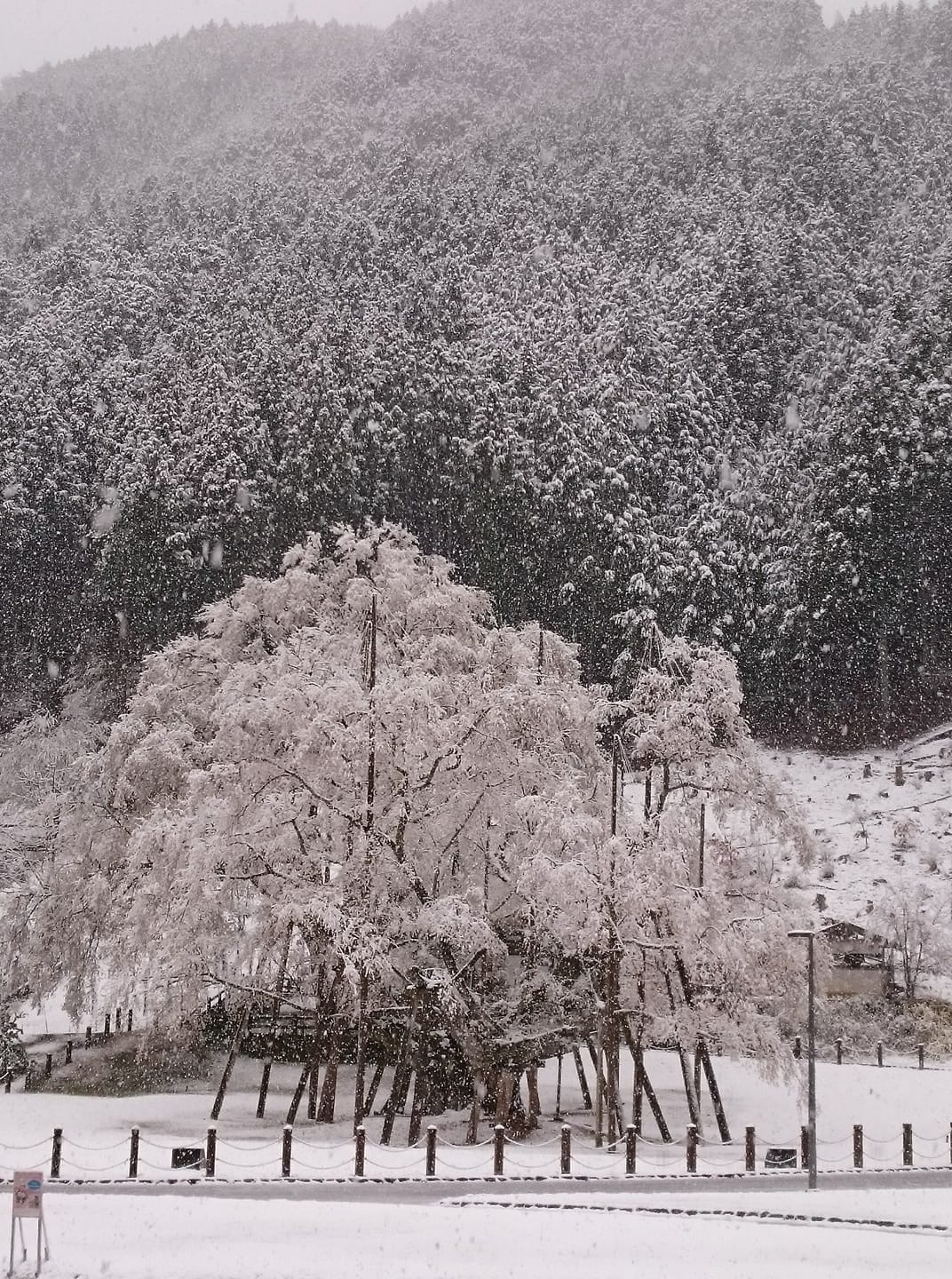 根尾淡墨住吉屋OYO旅馆