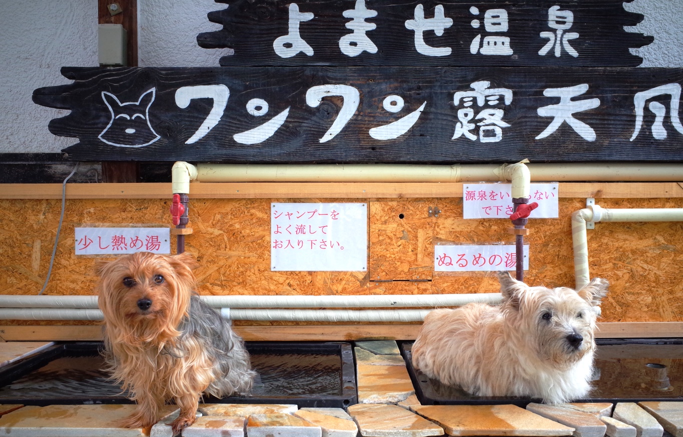 よませ温泉　プチホテル　パディントンハウス