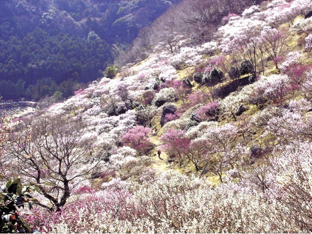 Forest Resort Yunosato Sugina