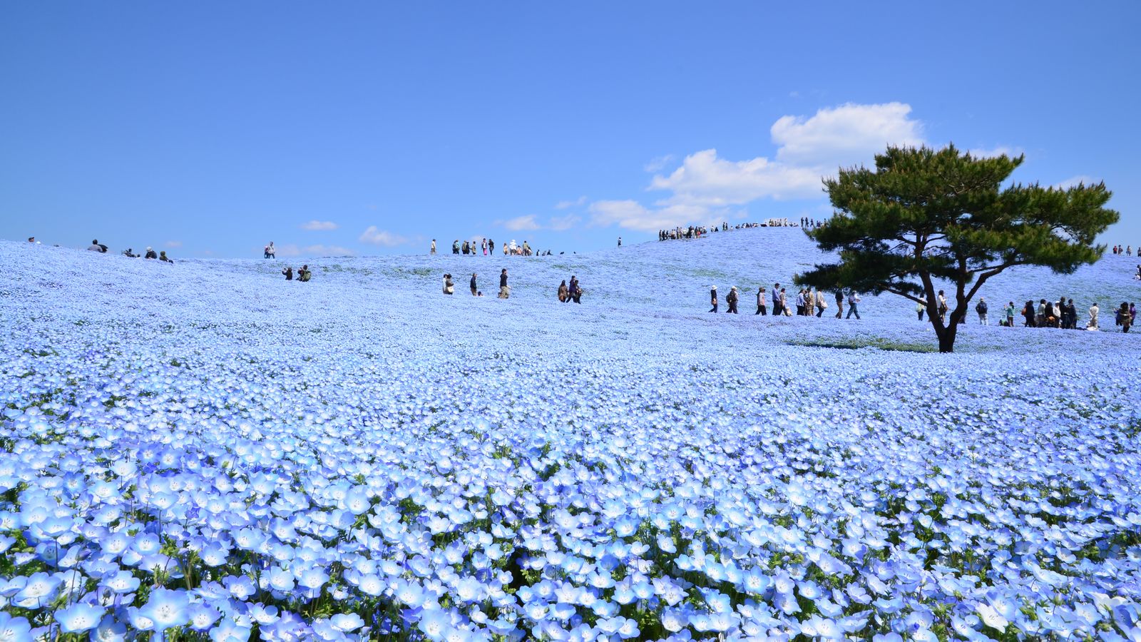 日立湯海之宿荻屋