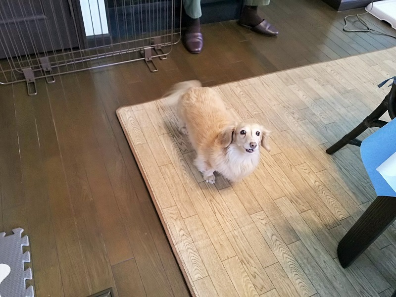 빌라 완완완 (전용 도그런 완비)