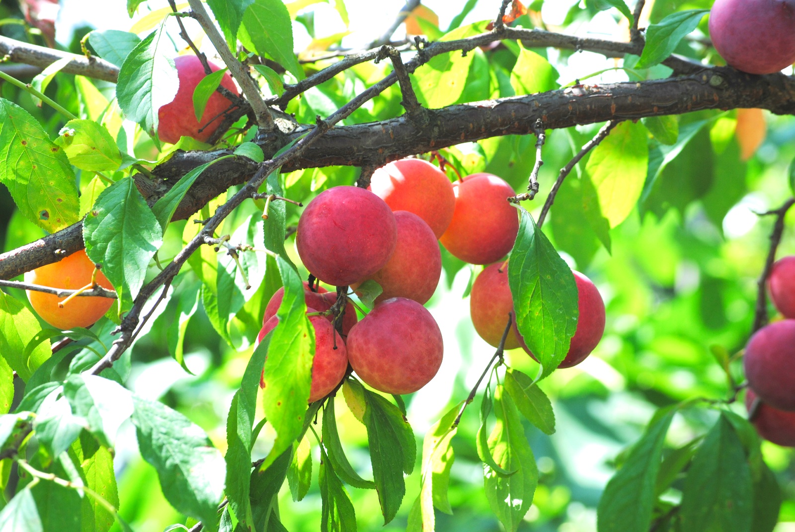 Kajitsunomori