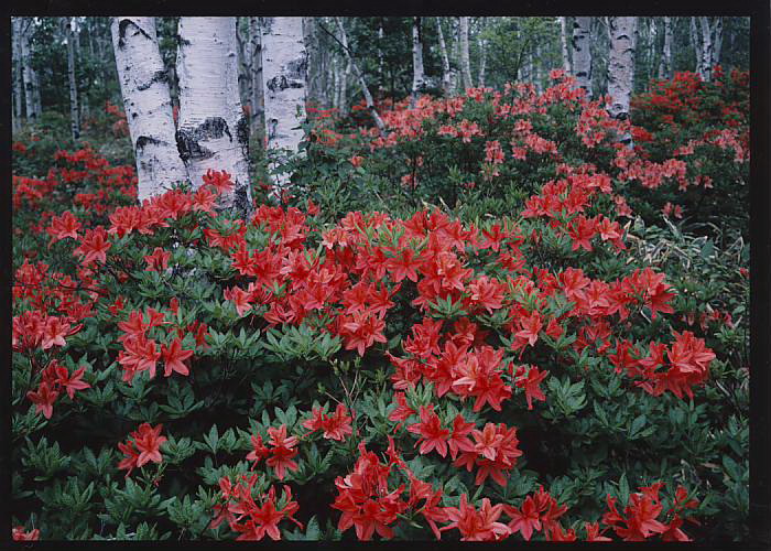 Azumino Pension Lali Gurans