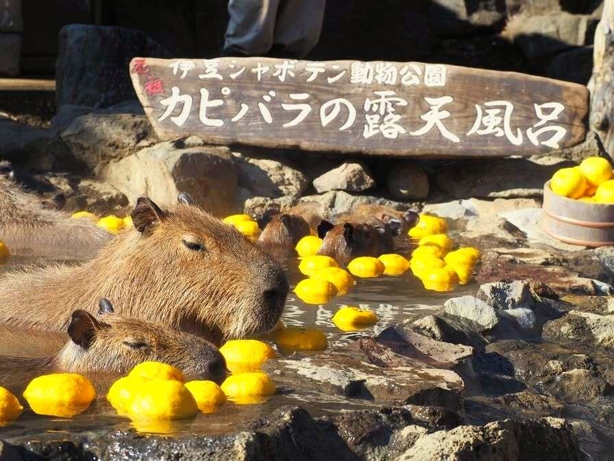 Hinasaku 旅館