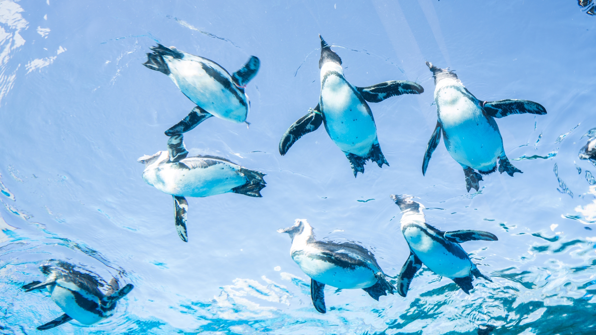 Super Hotel Ikebukuro West Natural Hot Spring