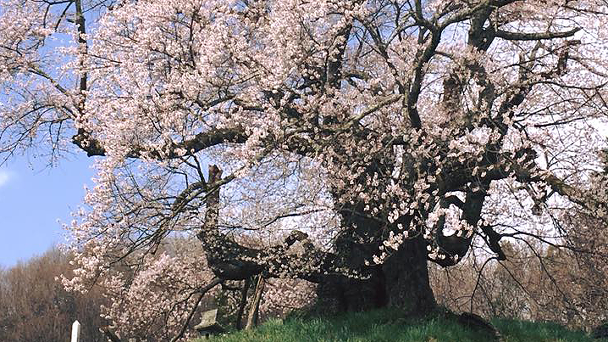 高原之宿 水芭蕉