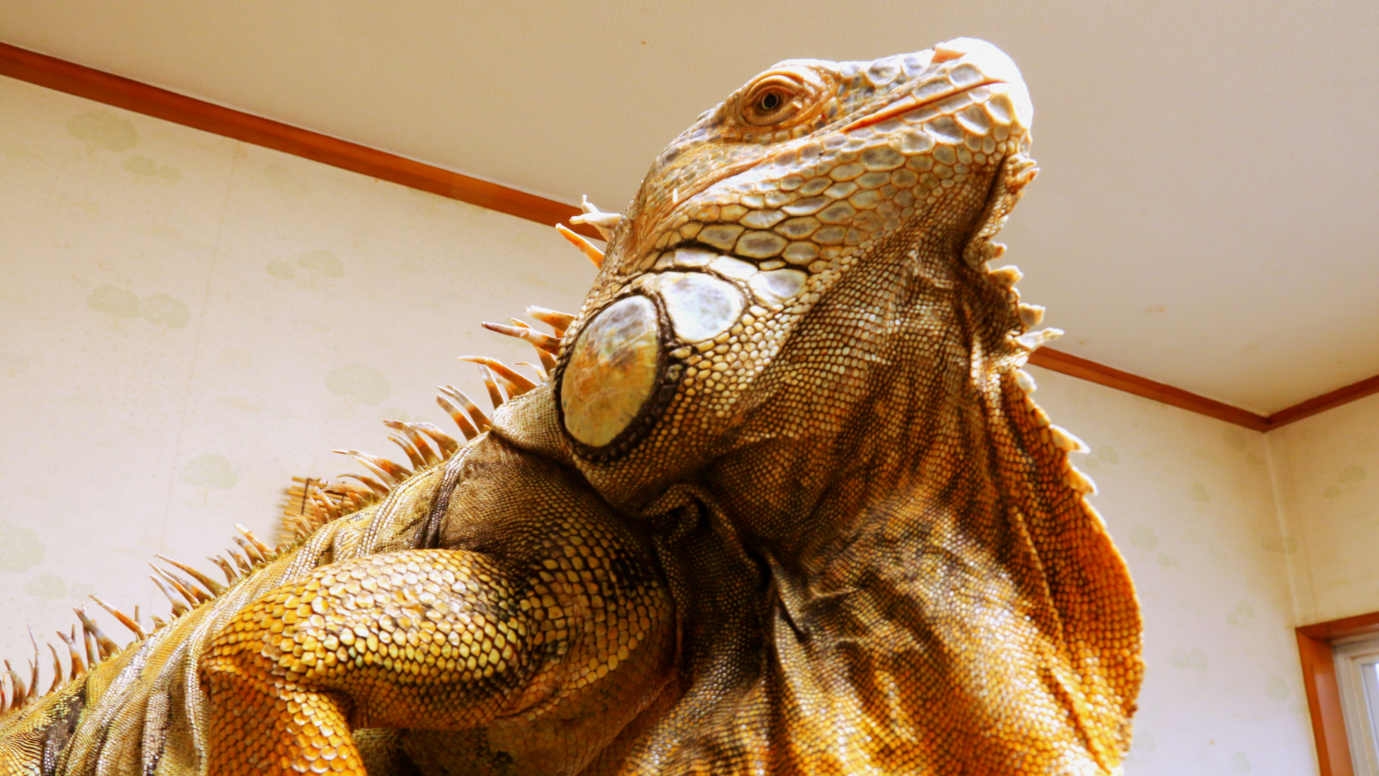 Nasu Onsen Pension Iguana no Mori