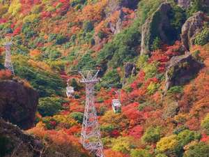 CHIDORI <SHODOSHIMA>