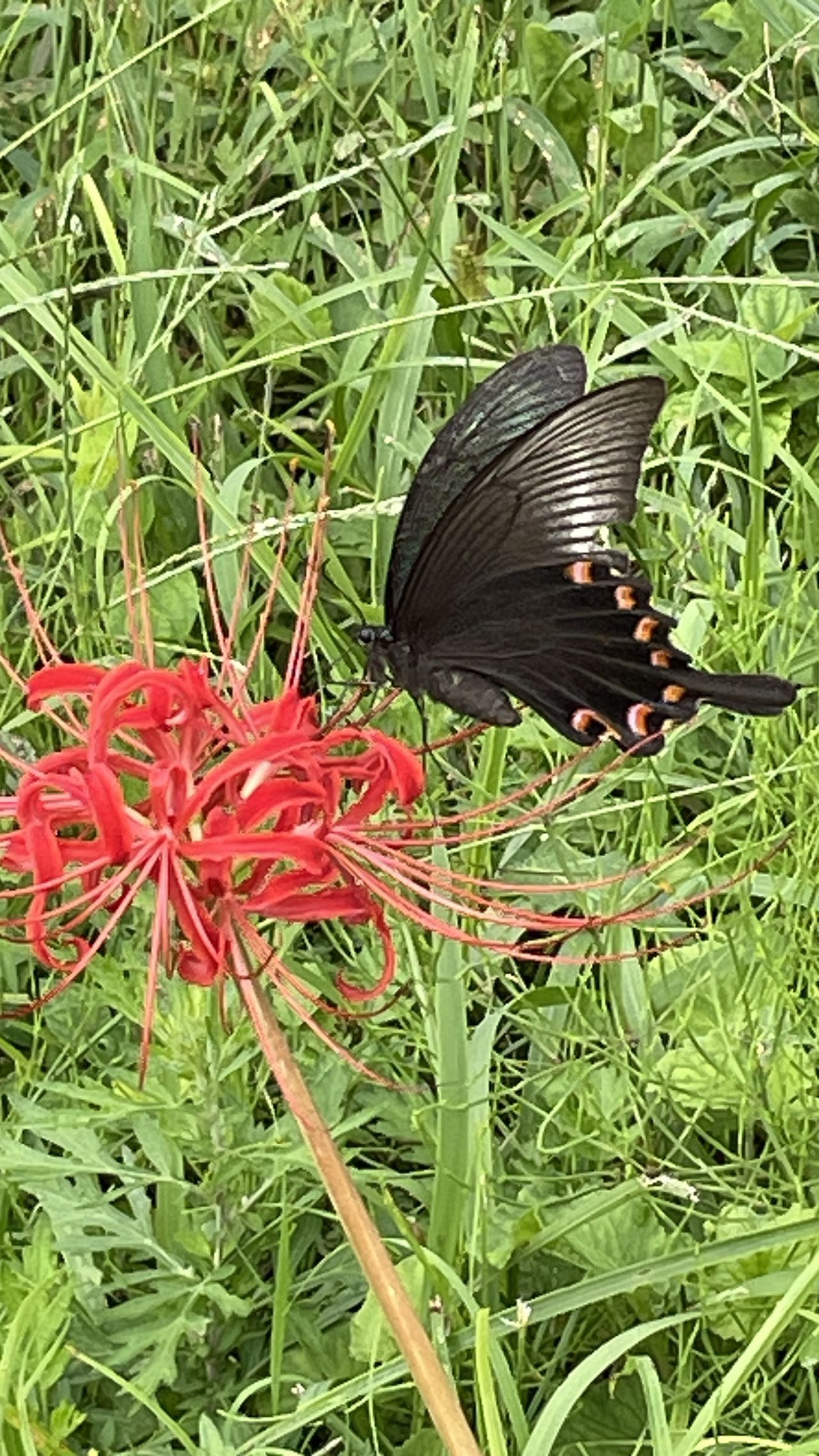 ペンションあけまの森