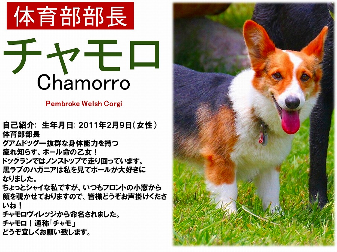 Hakone Gora Guam Dog Honten