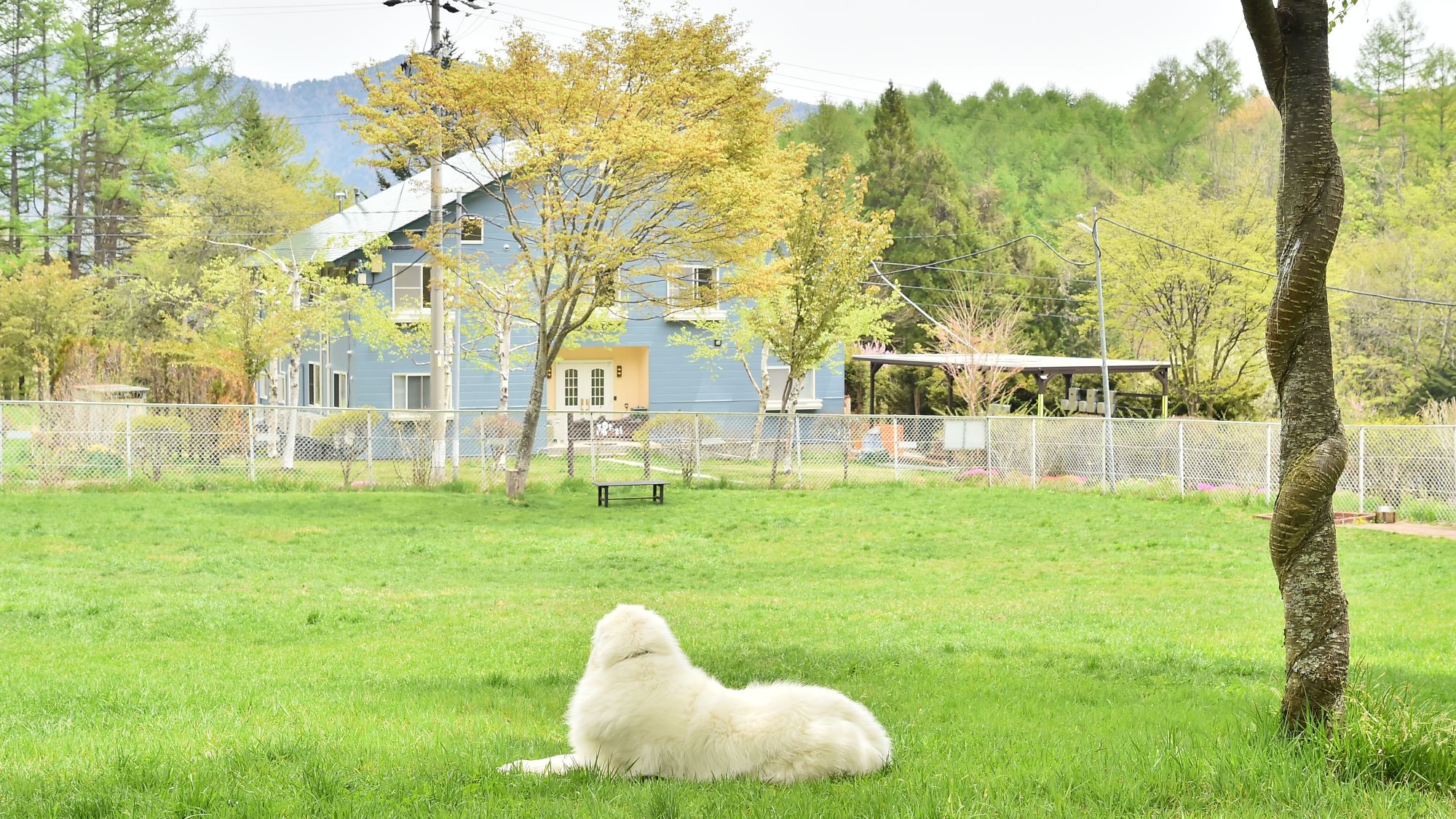 Pet-friendly Inn Hidamari