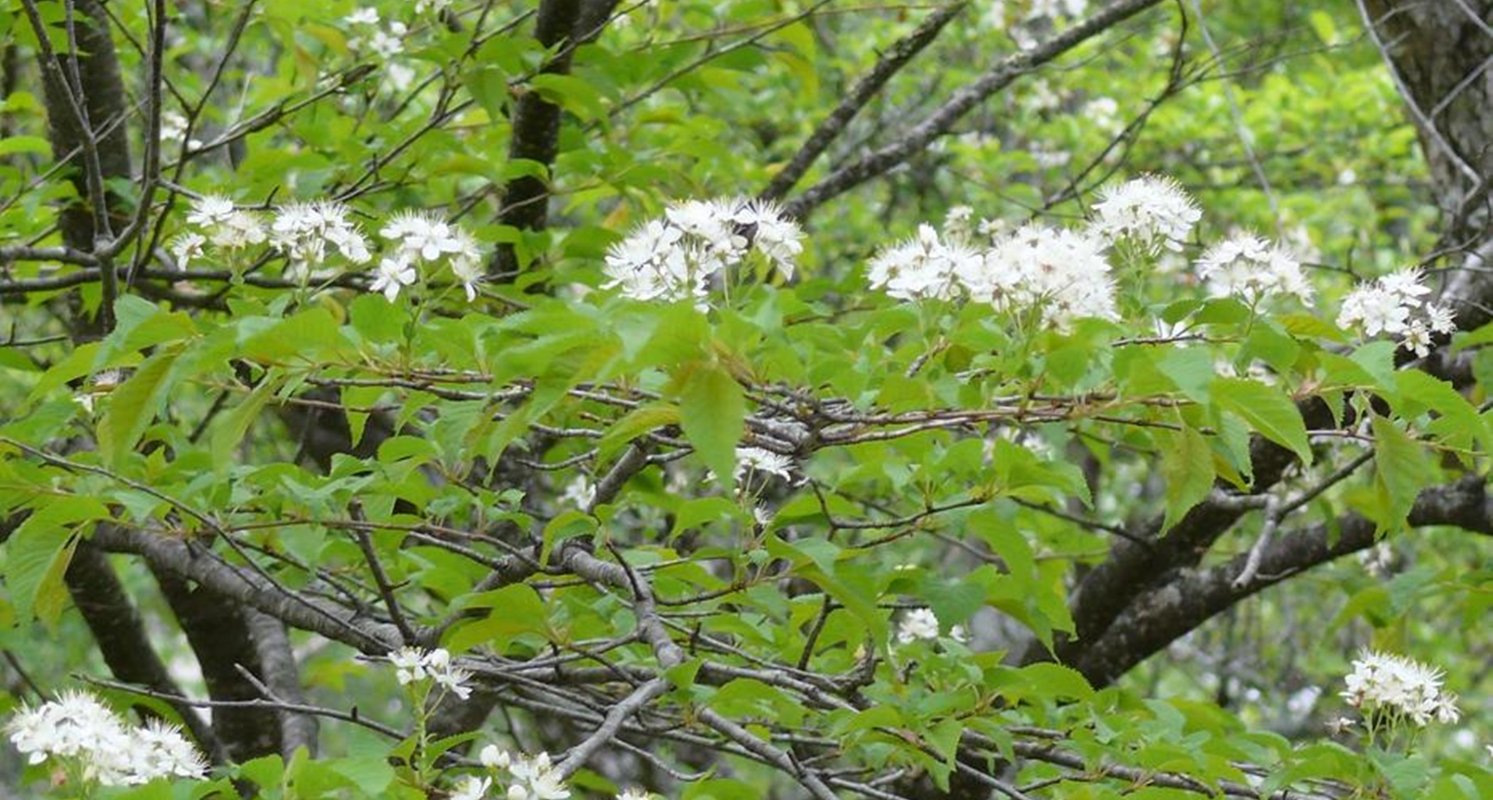 日光湯元温泉　日光グランドホテル　ほのかな宿樹林