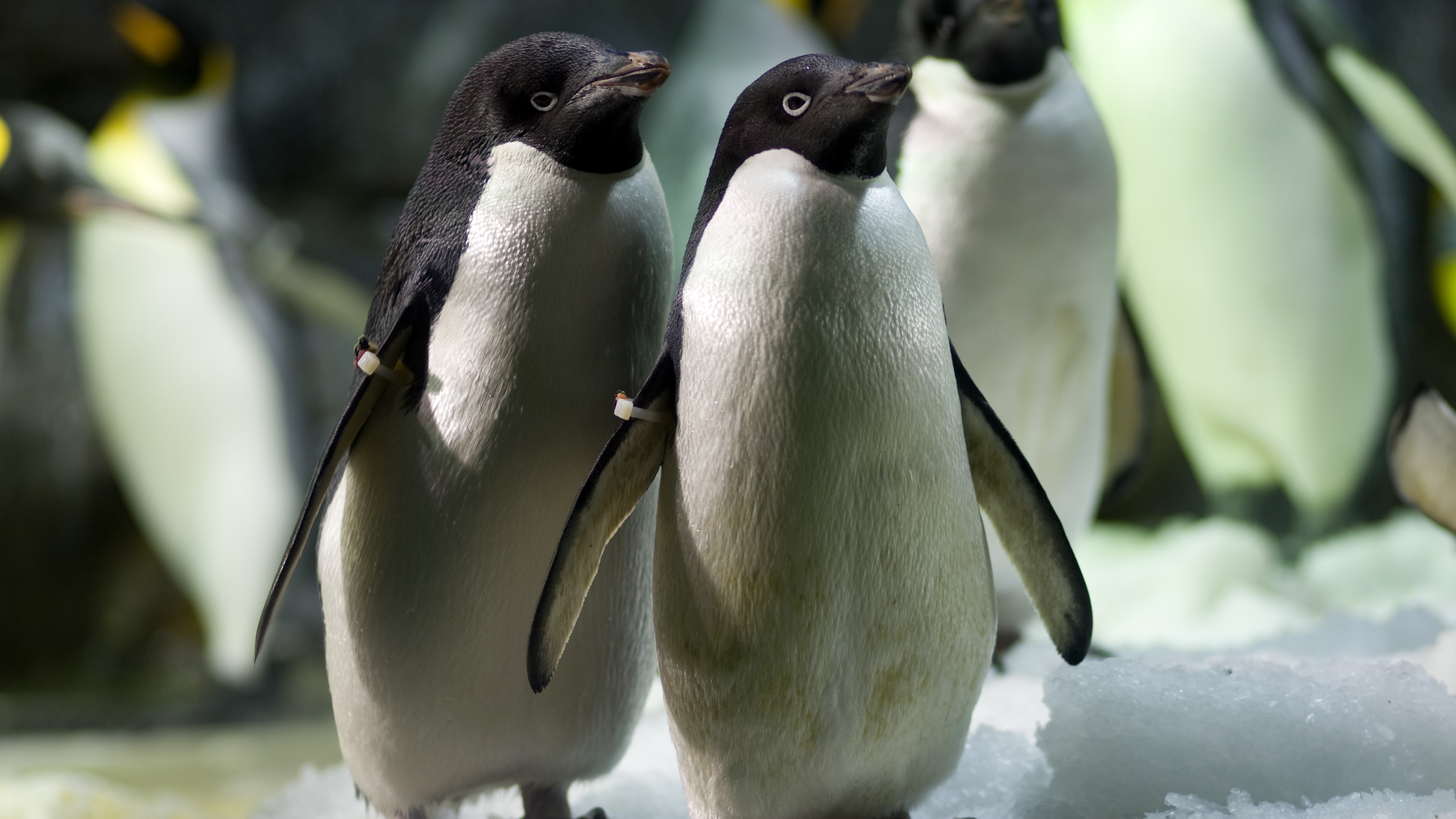 Hiyori Hotel Osaka Suminoe Park Station