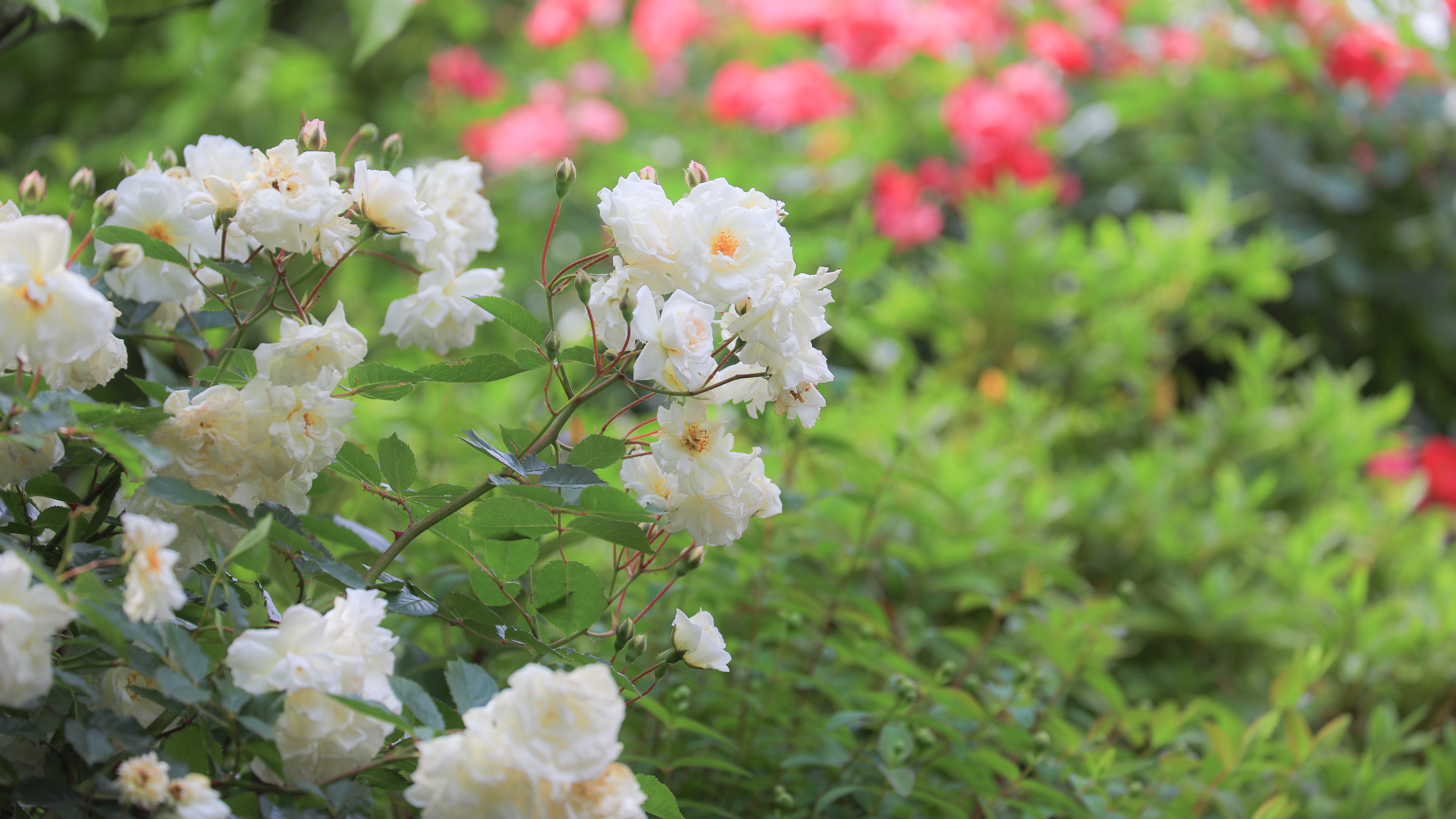 小さな森のオーベルジュ 花の森クラリス