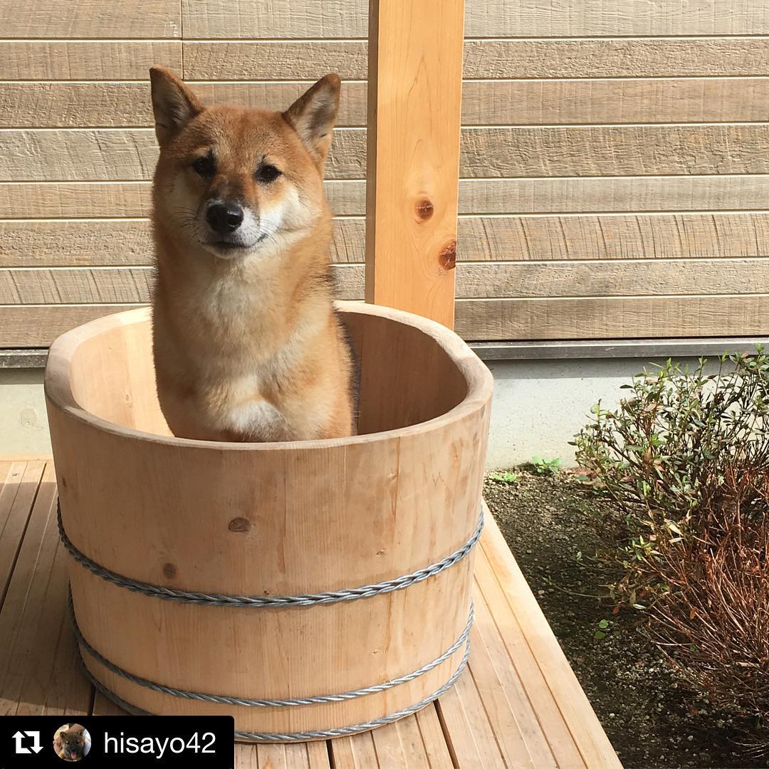 下湯原温泉　わんこと泊まれる宿　わんこあん