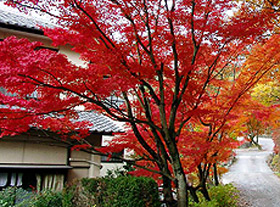 Yamagami Onsen Yunomotokan