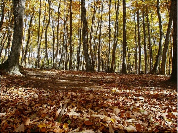 八岳狗狗天堂小屋