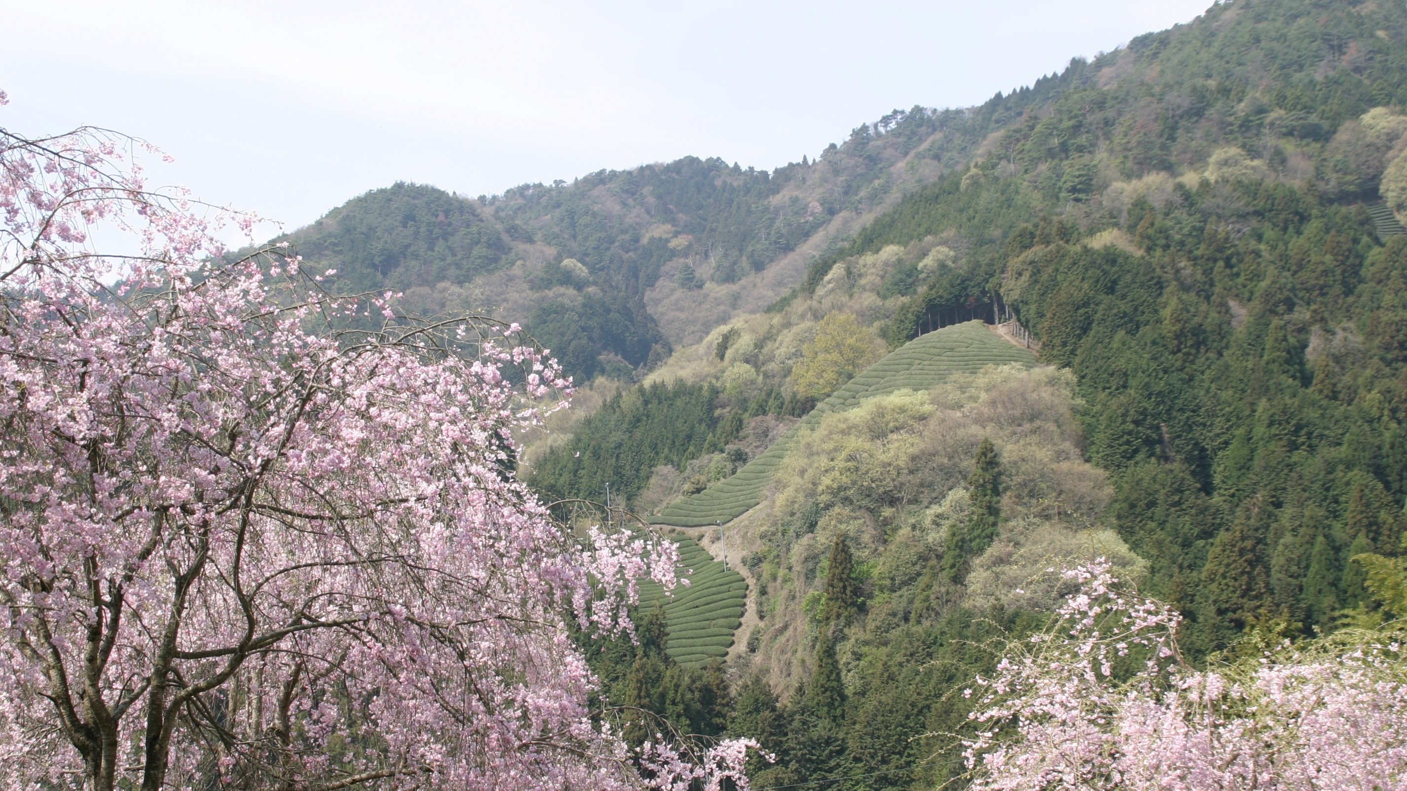 京都和束庄