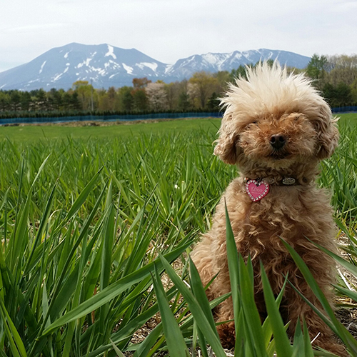 Asama Kogen Hotel