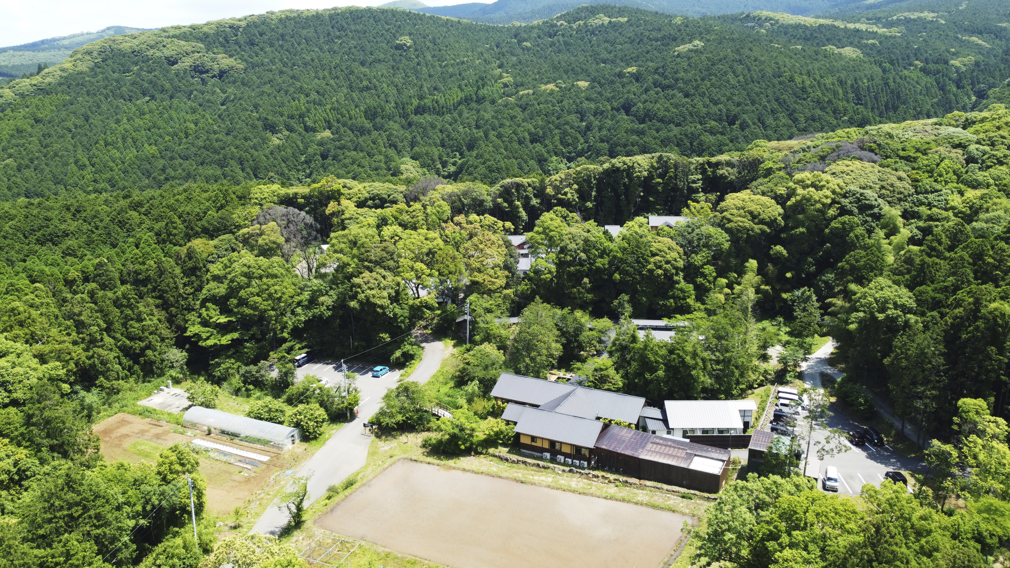 そのぎ茶温泉里山の湯宿　つわぶきの花