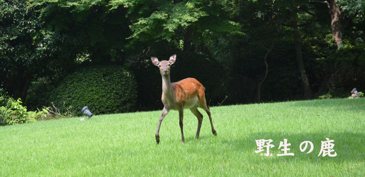 雾岛温泉雾岛旅行人山庄