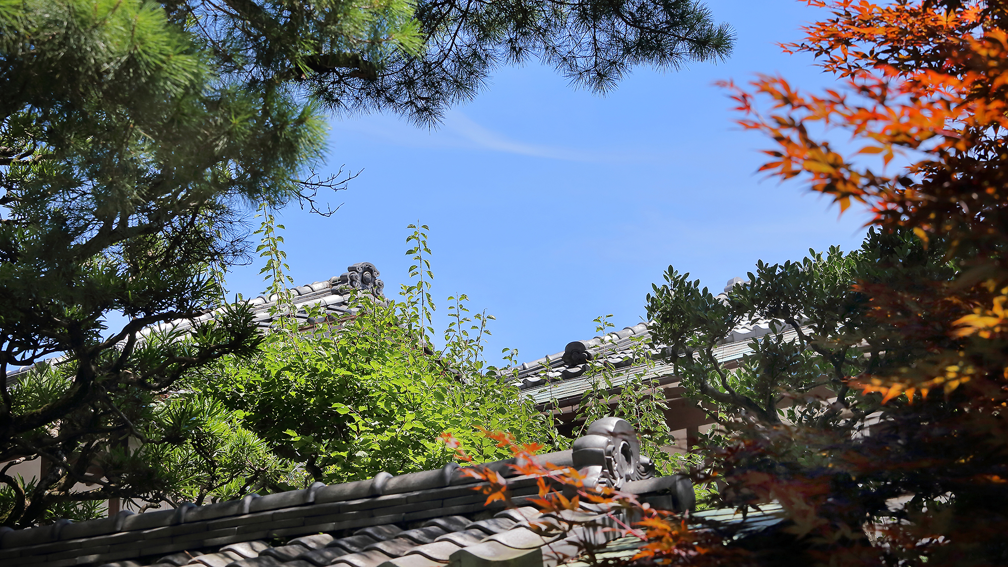 热海温泉 樱屋旅馆