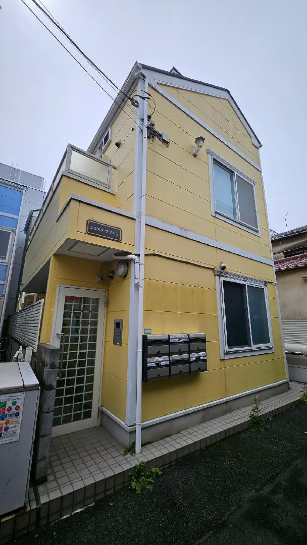 Nakano Siesta Primula