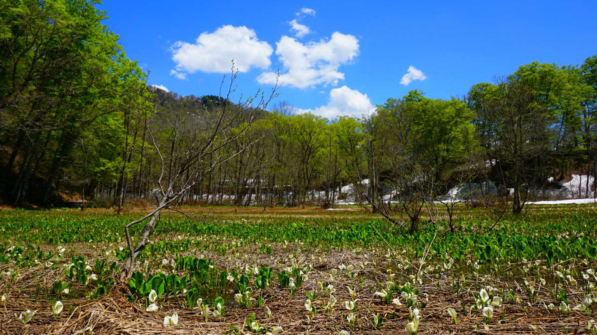 Gram Cottage Hakuba