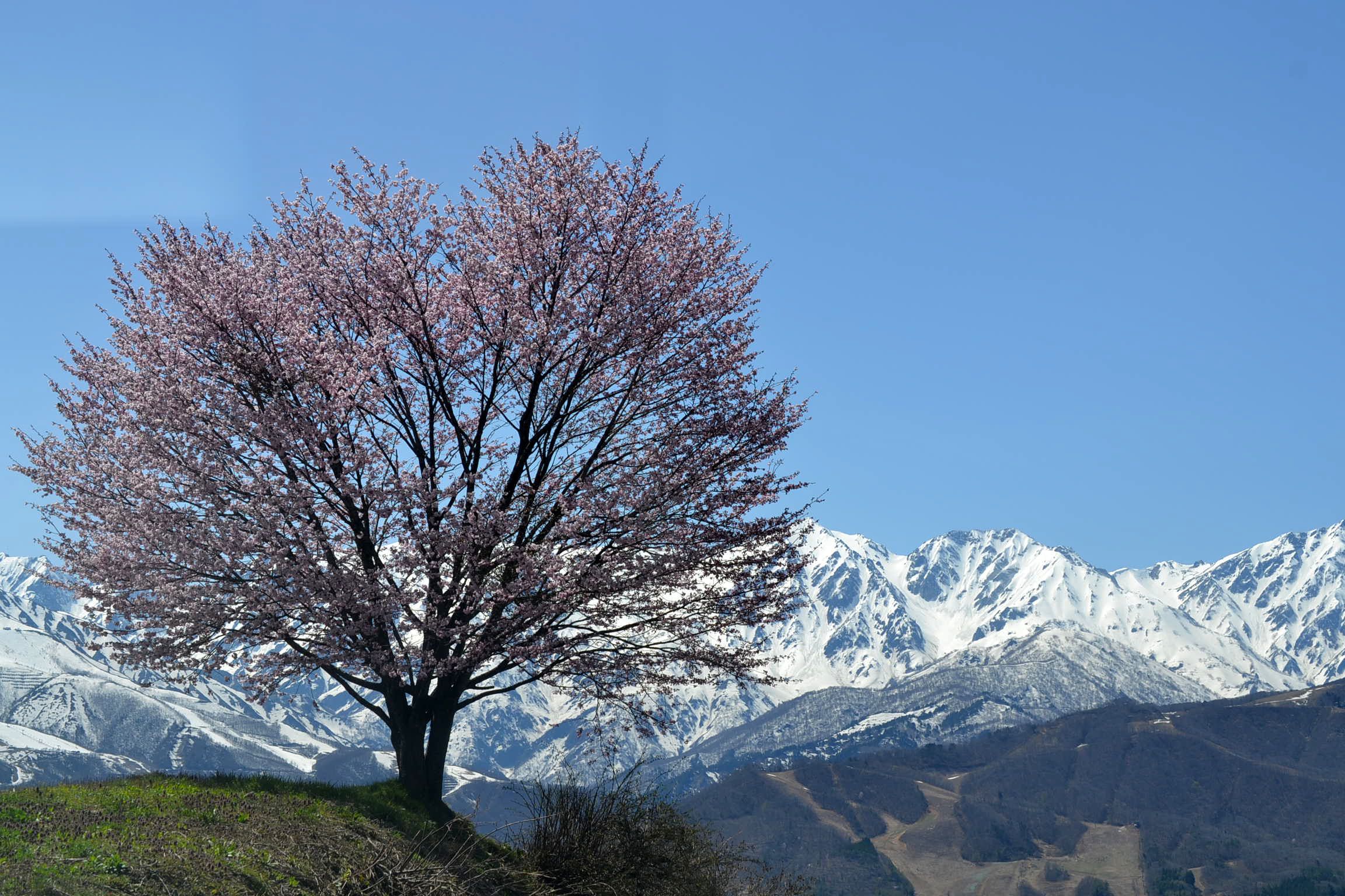 Hakuba Kazenoko