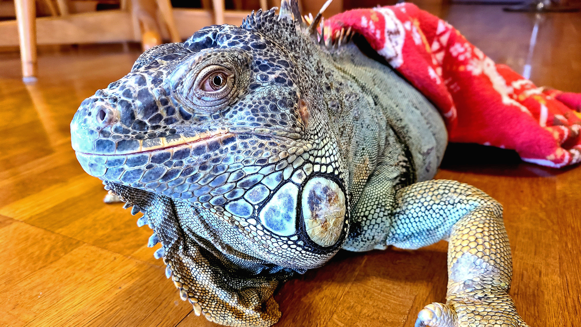 那須溫泉 Iguana 之森旅館