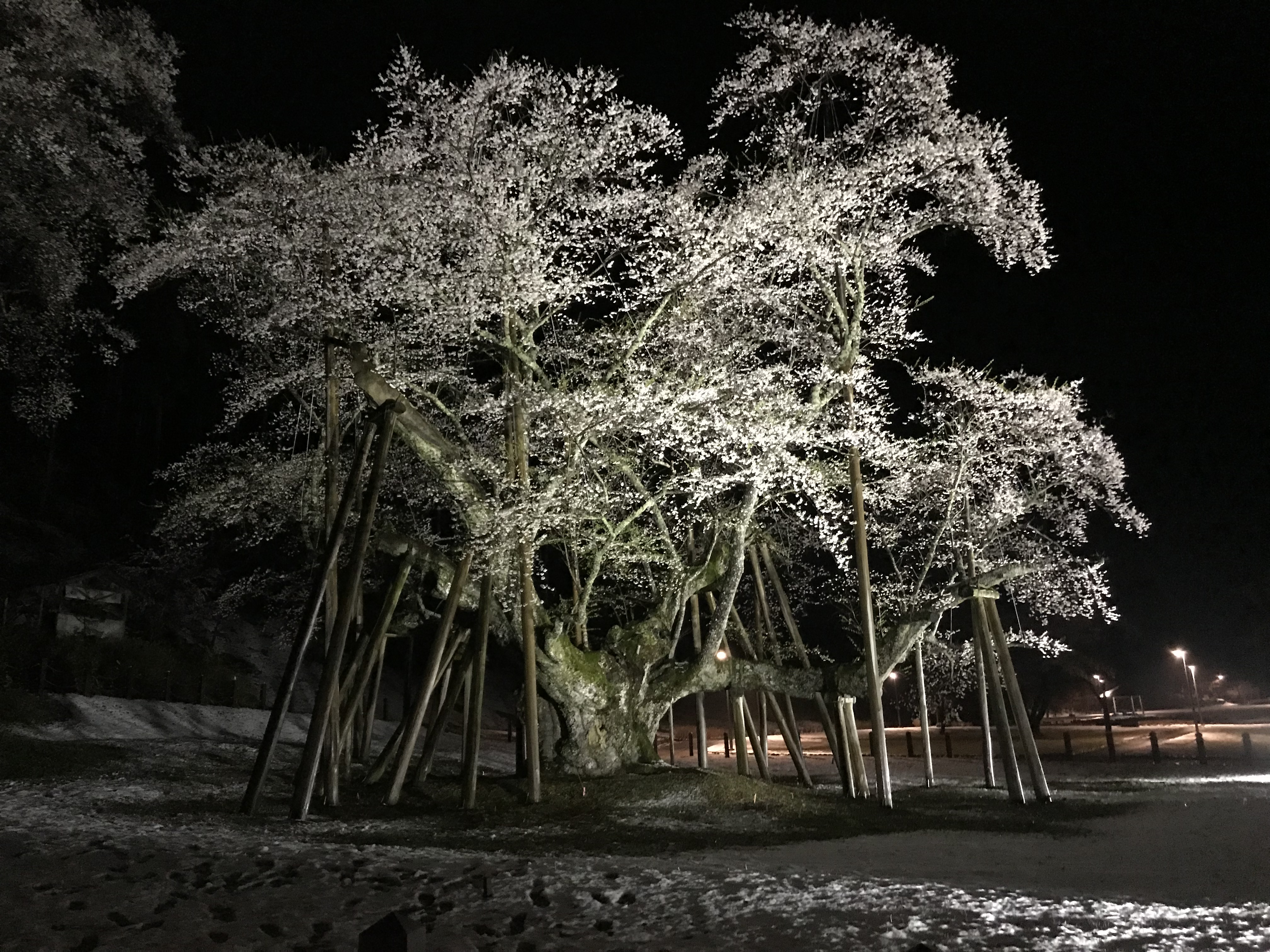 根尾淡墨住吉屋OYO旅馆