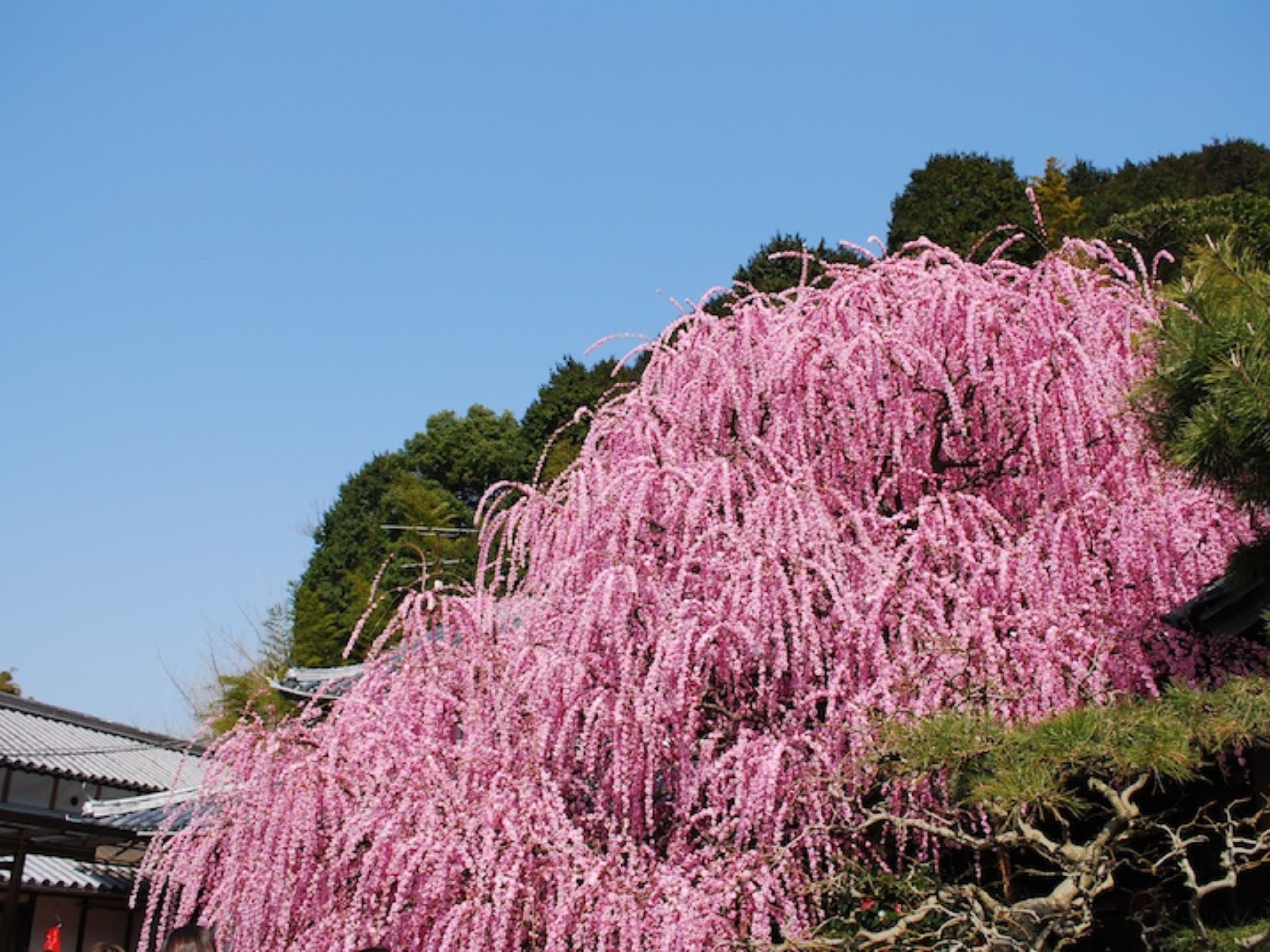 Tiz Wan Hotel (Awaji Island)