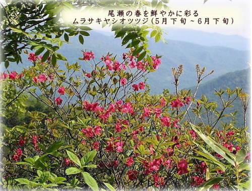 檜枝岐溫泉 尾瀨野