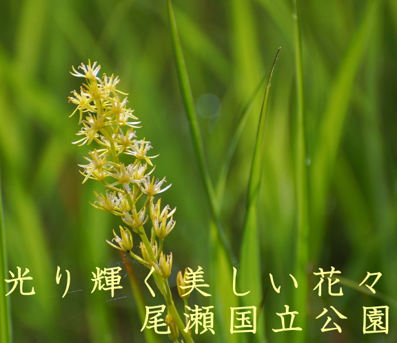 檜枝岐溫泉 尾瀨野