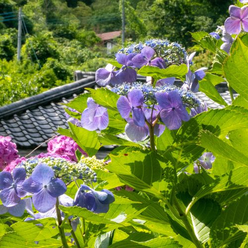 猪ノ田温泉　絹の湯　久惠屋旅館（ひさえや）