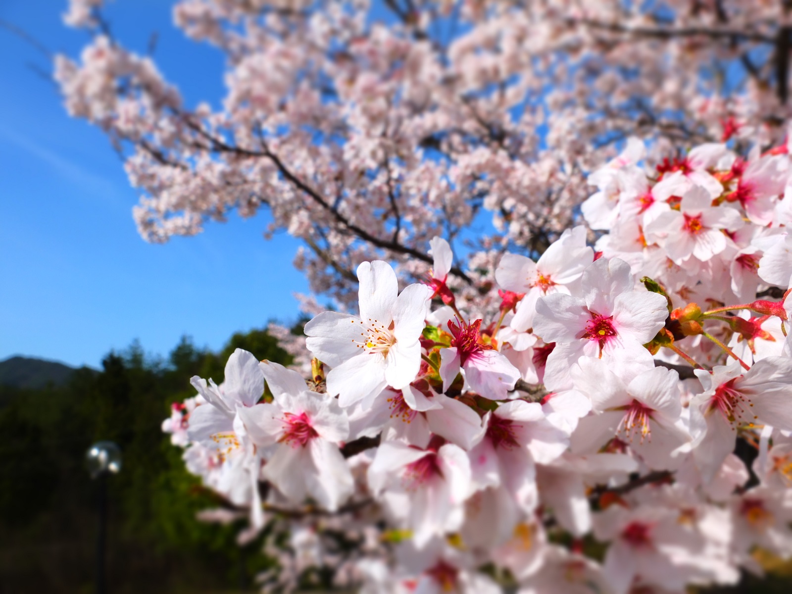 Azalea Chiyoda